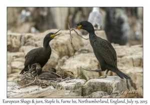 European Shags & juveniles