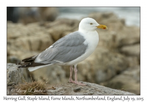 Herring Gull