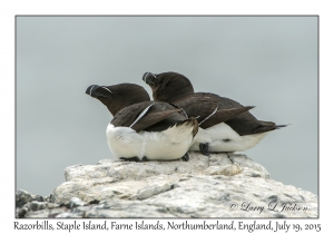 Razorbills