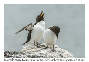 Razorbills