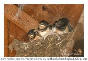 Barn Swallow, juveniles