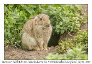 European Rabbit