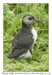 Atlantic Puffin, juvenile