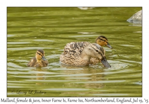 Mallards