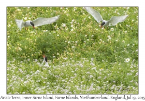 Arctic Terns