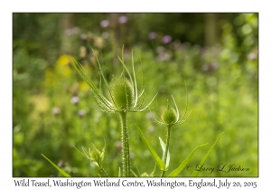 Wild Teasel