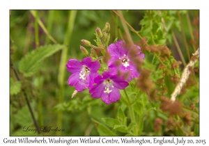 Great Willowherb