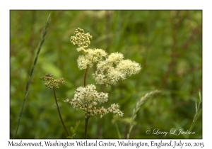 Meadowsweet