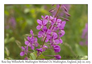 Rose-bay Willowherb