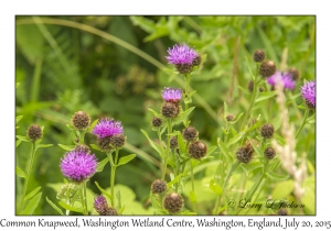 Common Knapweed