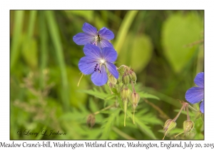 Meadow Crane's-bill