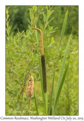 Common Reedmace