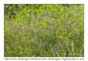 Tufted Vetch