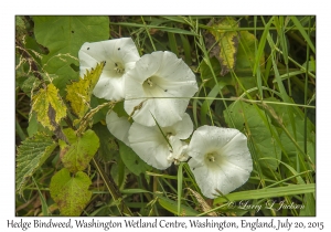 Hedge Bindweed