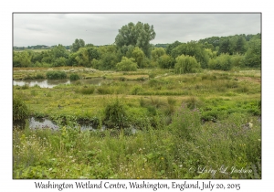 Washington Wetland Centre