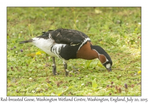 Red-breasted Goose