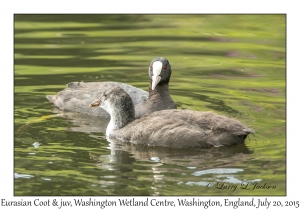 Eurasian Coot & juvenile