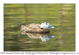 White-headed Duck, male