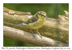 Blue Tit, juvenile