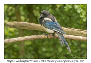 Magpie