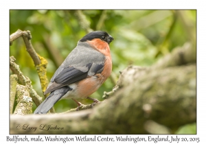 Bullfinch, male