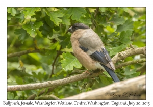 Bullfinch, female