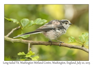 Long-tailed Tit