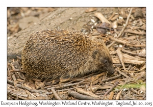 European Hedgehog