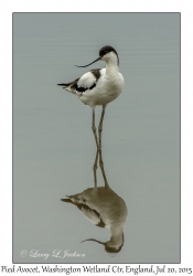 Pied Avocet