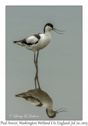 Pied Avocet