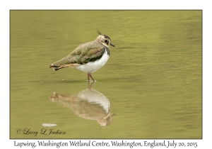 Lapwing