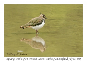 Lapwing