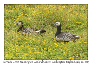 Barnacle Geese