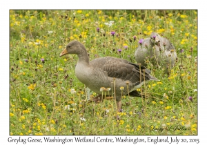 Greylag Geese