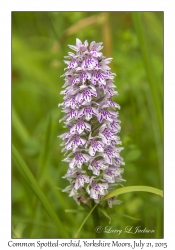 Common Spotted-orchid