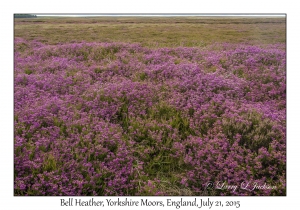 Bell Heather