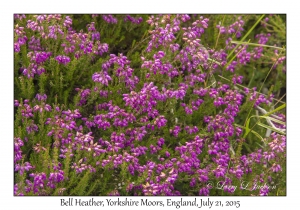 Bell Heather