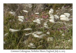 Common Cottongrass