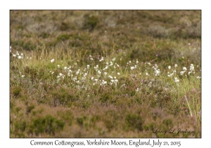 Common Cottongrass