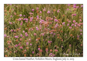 Cross-leaved Heather