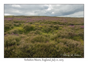 Yorkshire Moors