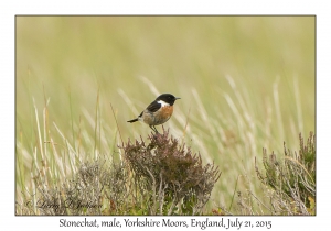 Stonechat, male