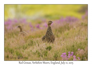 Red Grouse