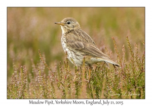 Meadow Pipit