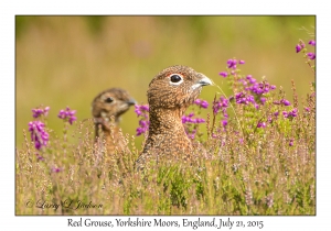 Red Grouse