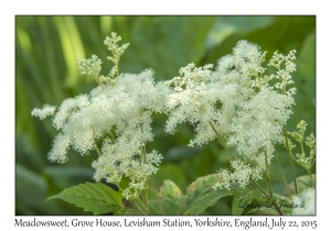 Meadowsweet