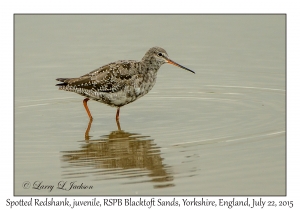 Spotted Redshank, juvenile