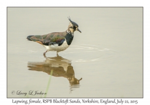 Lapwing, female