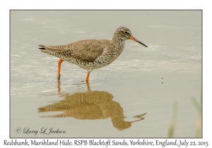 Redshank