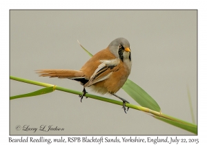 Bearded Reedling, male